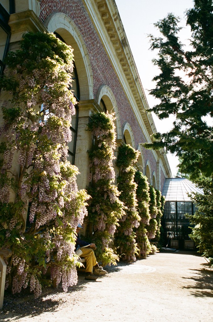 Wisteria in bloom at Leuven Botanical Garden